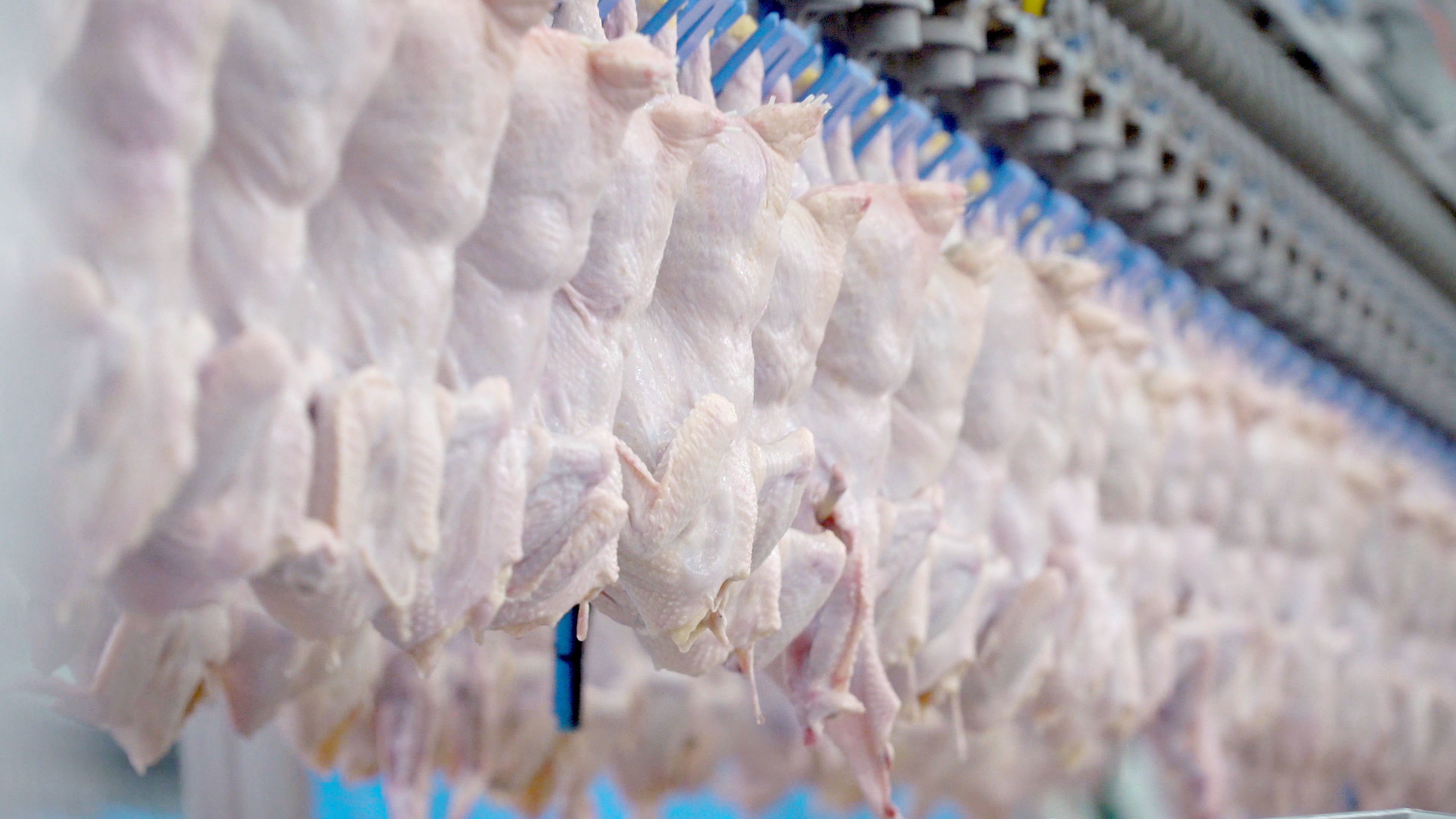 Geflügelverarbeitung rohes Hühnerfleisch an blauen Haken