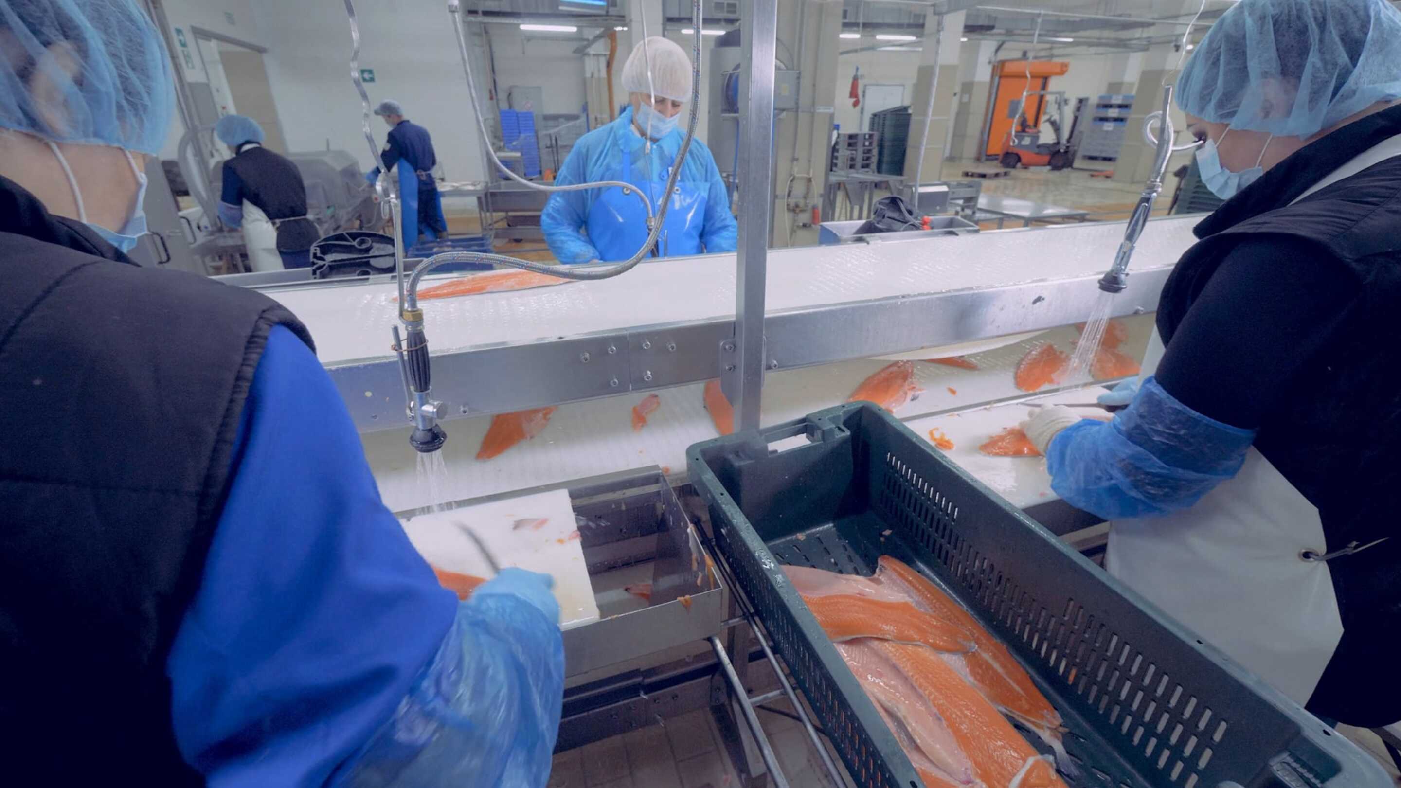Touch Screen Seafood Processing kundi la watu katika sare bluu kufanya kazi katika kiwanda cha samaki